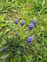 Muscari d'Armenie - Muscari armeniacum (prise a Lyon)(1)